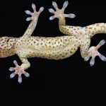 The spotted belly of a Tokay gecko used by UC Berkeley biologists to understand how the animal's five sticky toes help it climb on many types of surface.