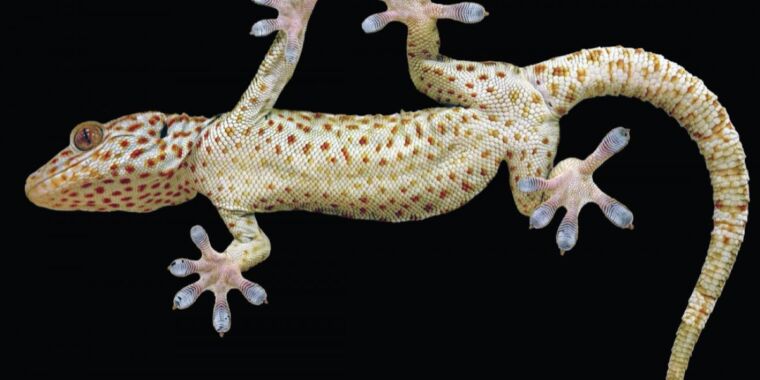 Gecko's soft hairy toes reorient to help it stick to different types of  surfaces | Ars Technica