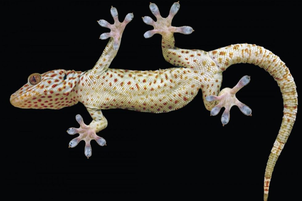 geckoLIST-980x654.jpg