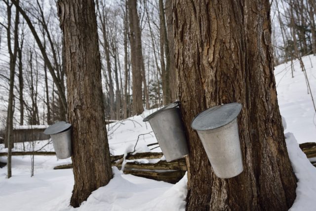 Buckets on old-sugar maple trees in an Ontario forest collect sap for syrup.