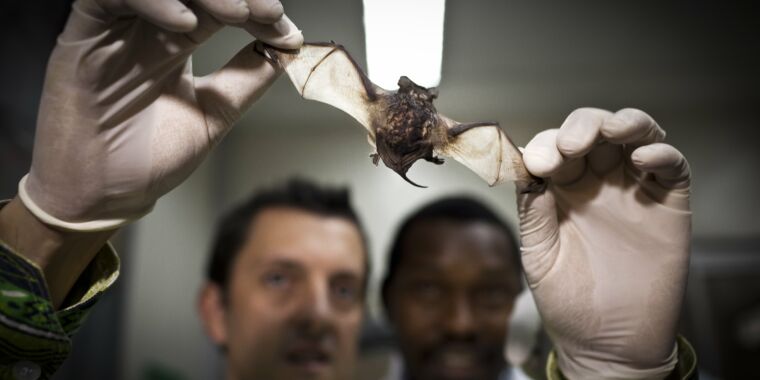 photo of The bat-virus détente image