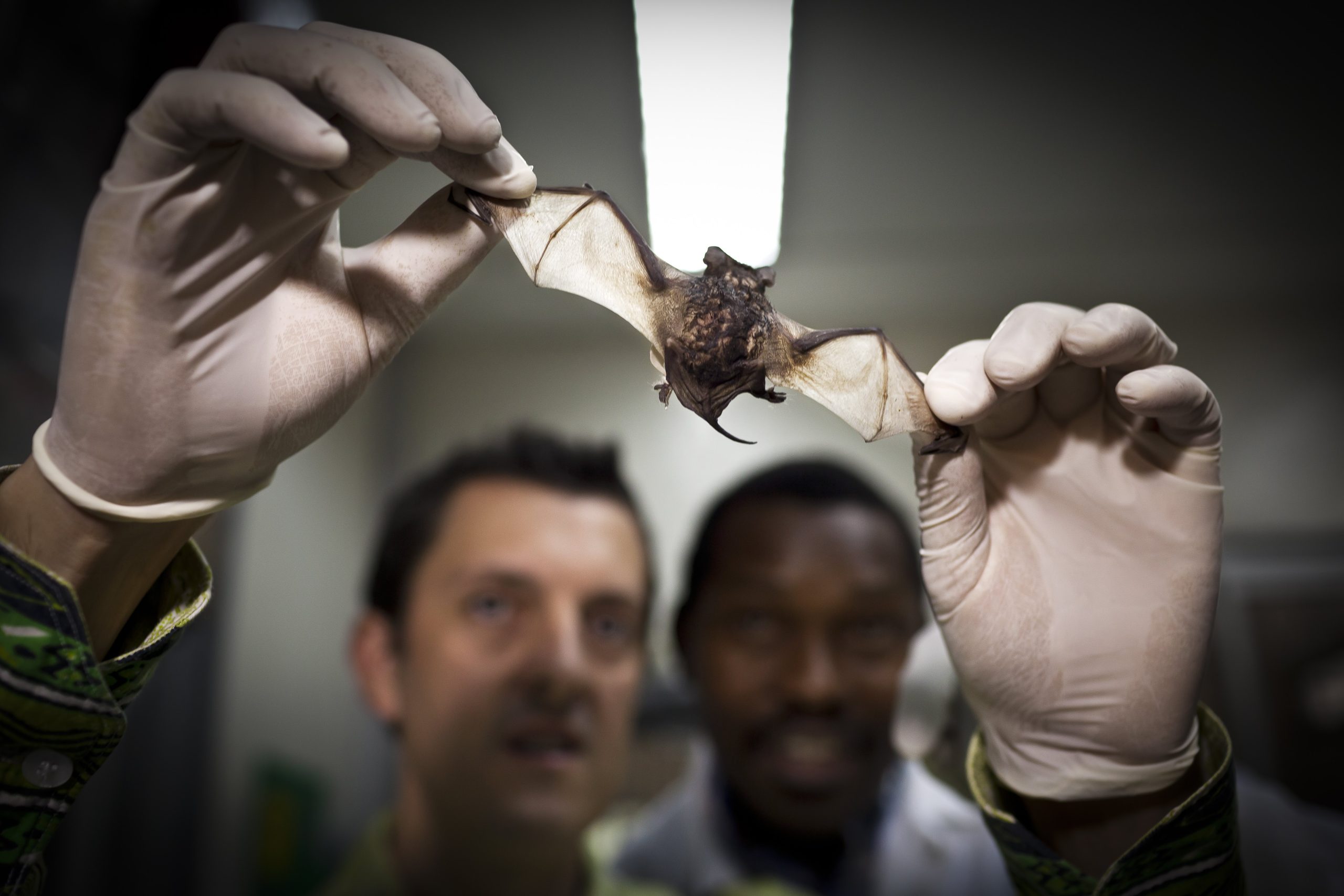 The bat-virus détente - Ars Technica