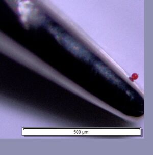 A tiny microbead collected in the western US.