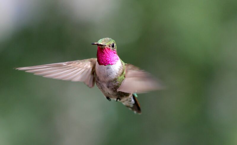 Houston Astros White Purple Hibiscus Pink Hummingbird Pink