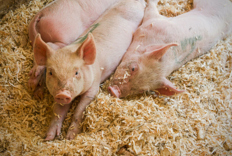 Image of pigs snuggling.