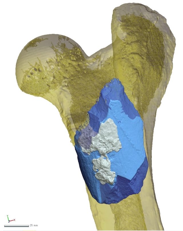 Digital image of hippo femur showing where a chunk was flaked off.