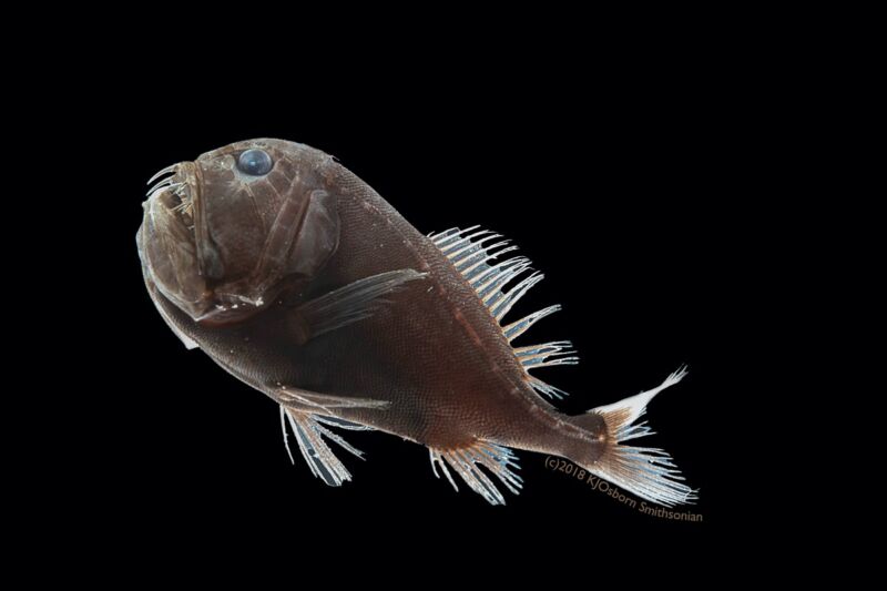 One specimen of the ultra-black fish species <em>Anoplogaster cornuta</em>. A unique arrangement of pigment-packed granules enables some fish to absorb nearly all of the light that hits their skin, so that as little as 0.05 percent of that light is reflected back.