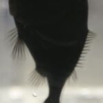 Scientists discover ultra-black fish that absorbs 99.5% of light