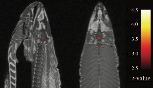 This salmon has ceased to be! An infamous 2010 paper reported brain activity in an fMRI scan of a dead fish.