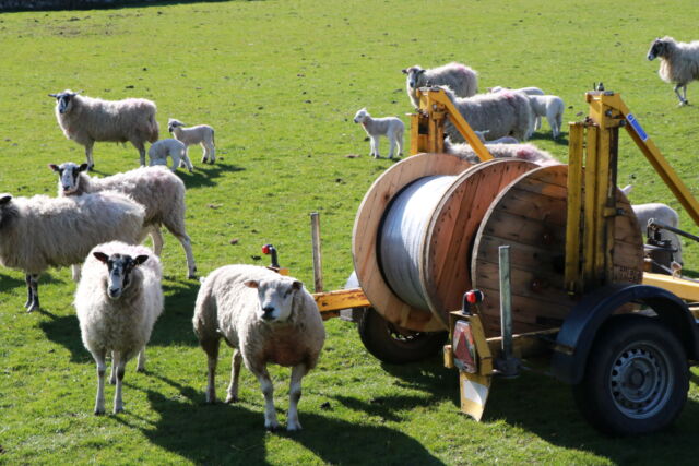 fiber-optic cable reel in a sheep field