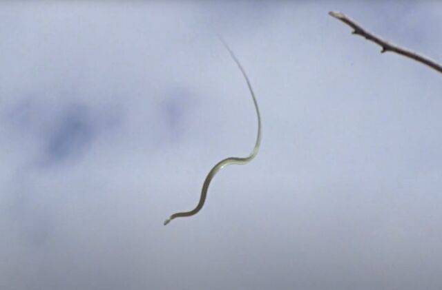 A flying snake launches itself from a tree branch and glides to the ground.