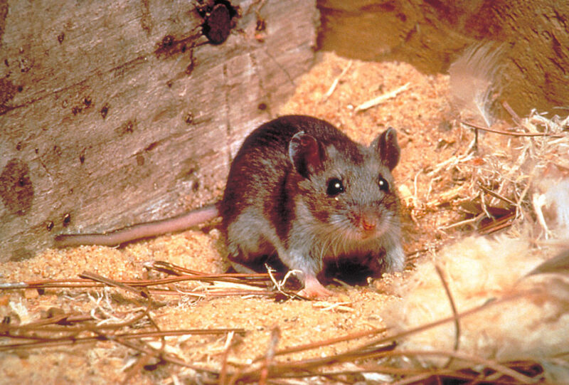 Image of a mouse.