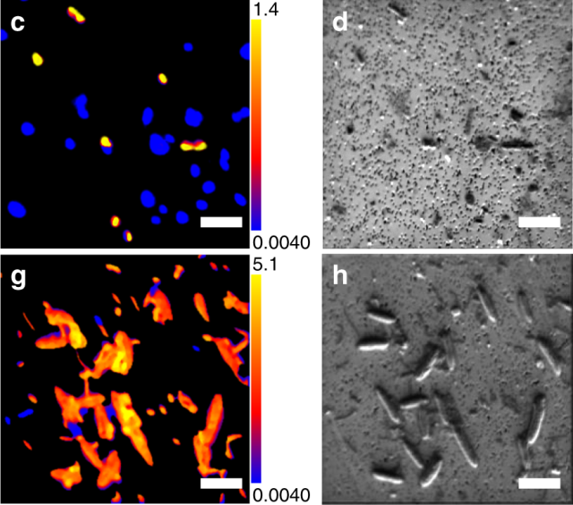 Bacteria from the oldest sample (right) and accompanying isotope measurements (left). The white scale bar is 5 microns—considerably less than the width of a human hair.