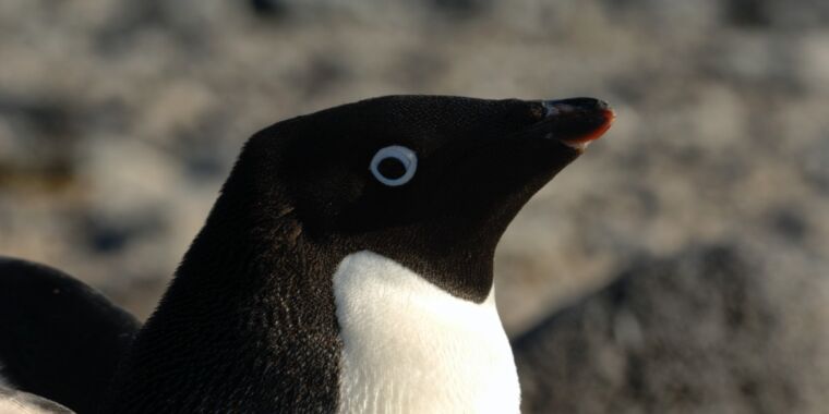 photo of Poopy projectiles: Penguins can fling their feces over four feet, study finds image