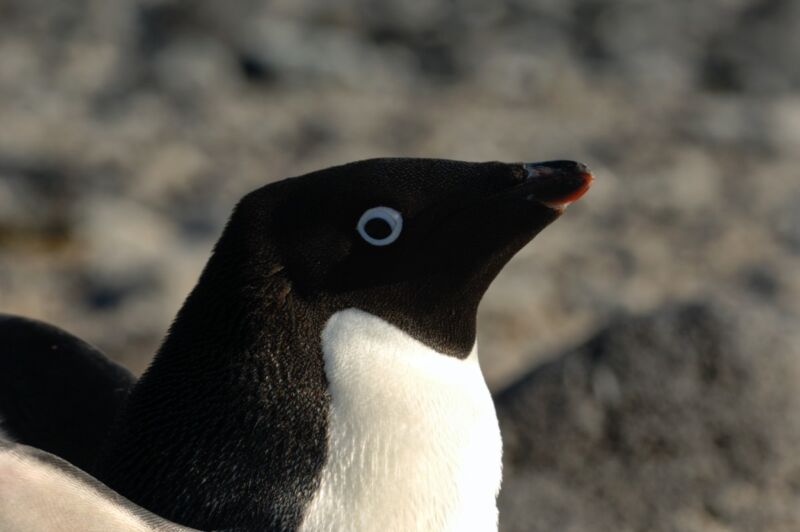 Bombs away! When approaching a brooding penguin in its nest, it's best to beware of flying feces. Penguin poo can travel as far as 1.34 meters (about 4.4 feet), a new study finds.