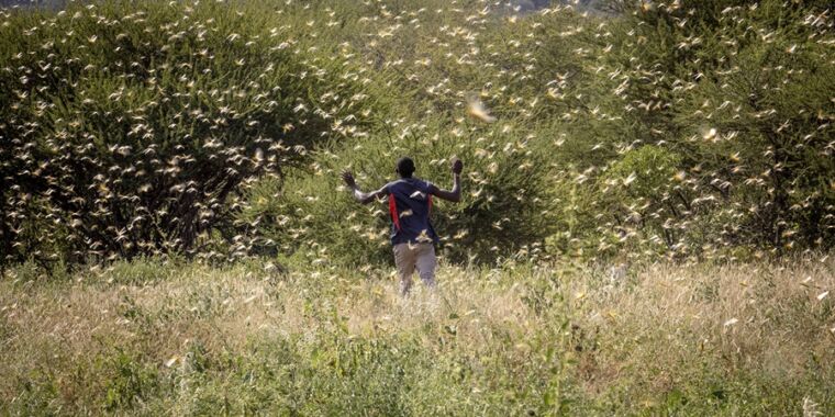 Researchers find a chemical that makes locusts swarm | Ars Technica