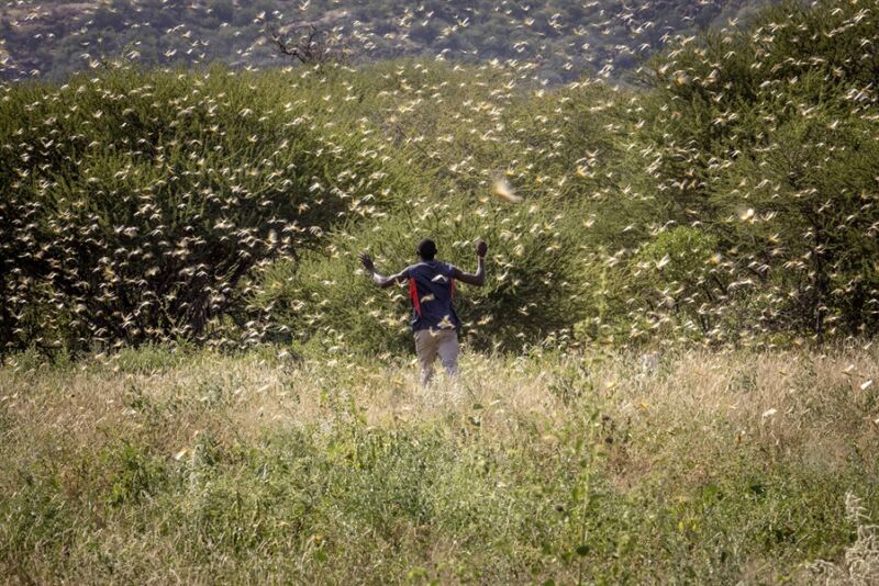 Image of a person fleeing from a cloud of locust.