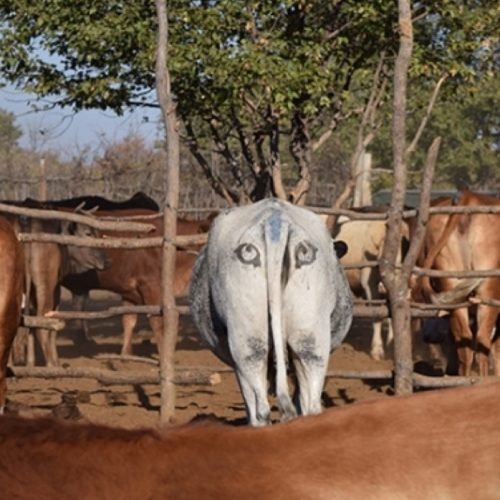 Predatory Cows Tag: predator-prey dynamics - Ars Technica