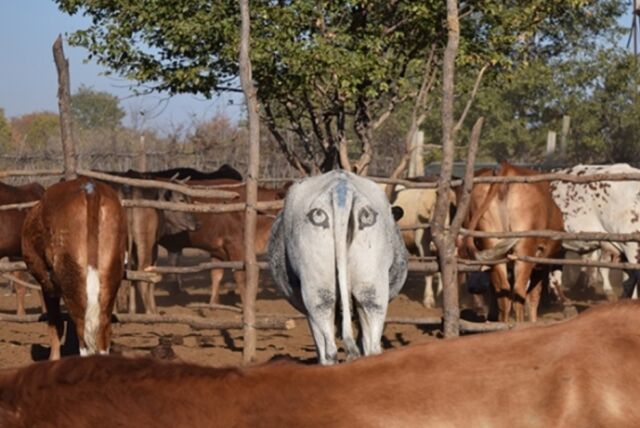 Sí, los biólogos de la conservación realmente pintaron ojos en las nalgas de las vacas en Botswana para probar si podía disuadir a los depredadores.  Resultado: el ganado con los ojos pintados en la grupa tenía muchas más probabilidades de sobrevivir. 