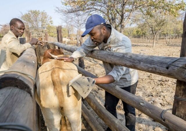 Nenguba Keitsumetsi demonstrates the eye cow technique to the local farmer, Rra Ketlogetswe Ramakgalo.