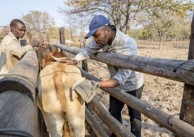 Nenguba Keitsumetsi demonstrates the eye-cow technique to local farmer, Rra Ketlogetswe Ramakgalo.