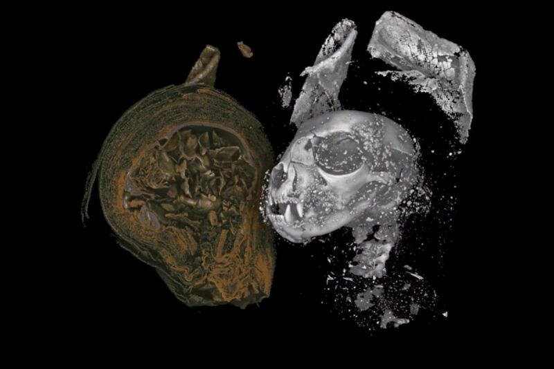 Scientists have digitally unwrapped three mummified animals from ancient Egypt using Micro CT scanning. Above: Digital unwrapping of a mummified cat