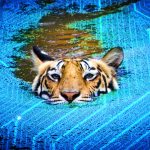 A tiger appears to swim through a microchip.