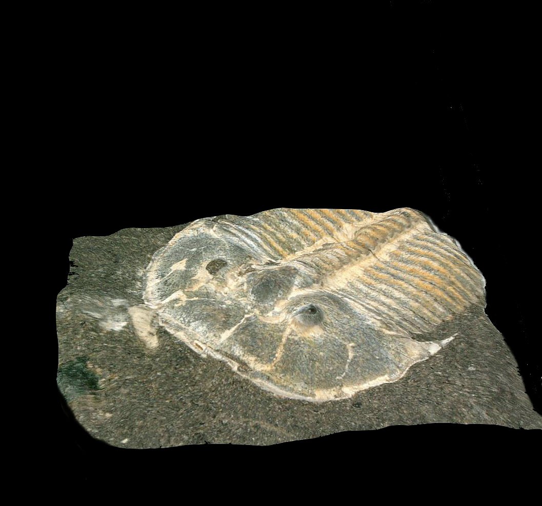 Dey Designs Certificate of Authenticity Real Trilobite Fossil Over 520 Million Years Old 