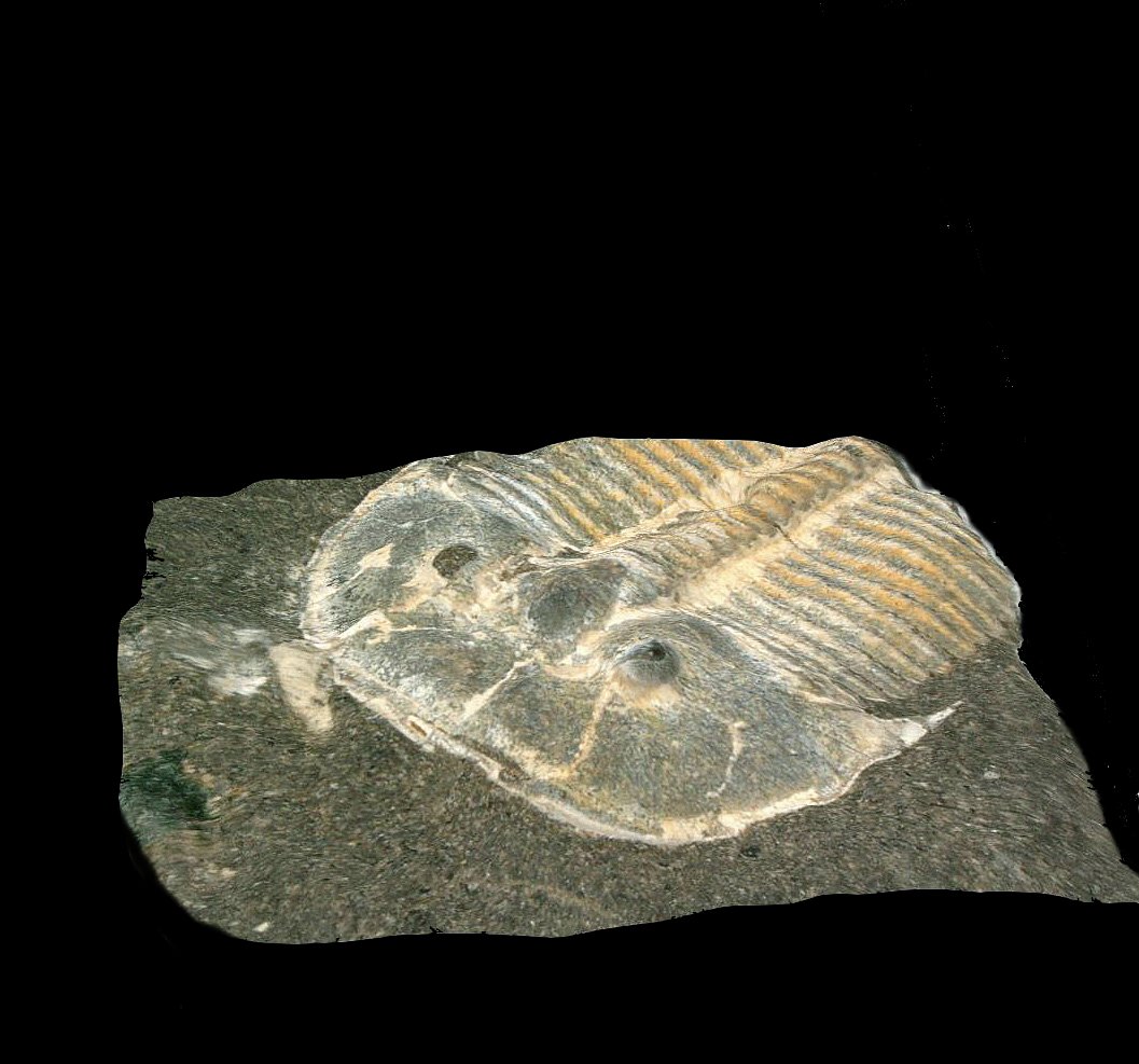 Fabulous fossil preserves eyes of 429-million-year-old trilobite | Ars  Technica