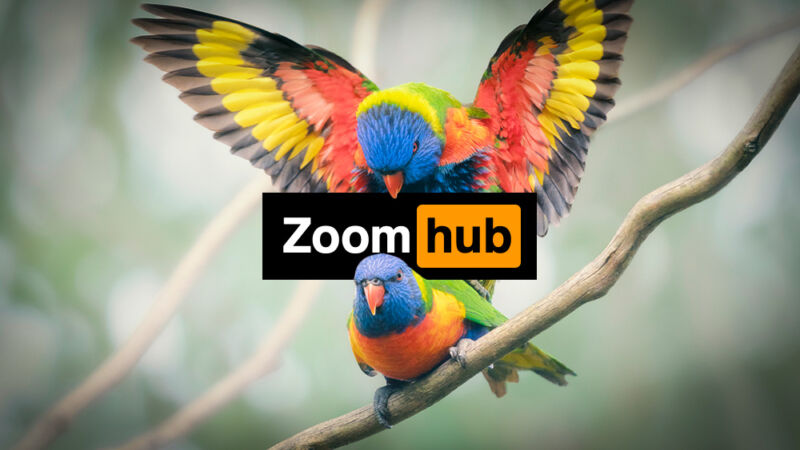 zoomhub-800x450.jpg