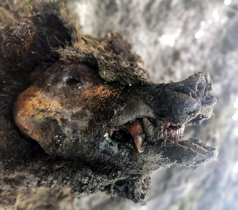 color photo showing frozen cave bear head in profile