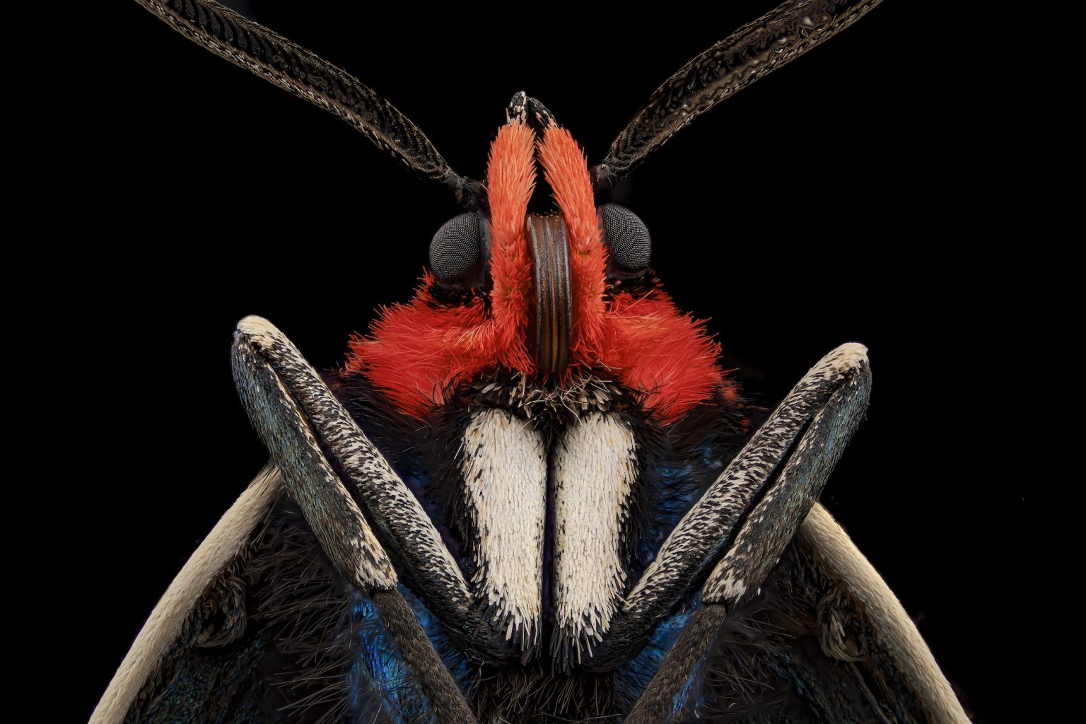 Bats, bugs, and beauty: The best microscopy images of 2020 - Ars Technica