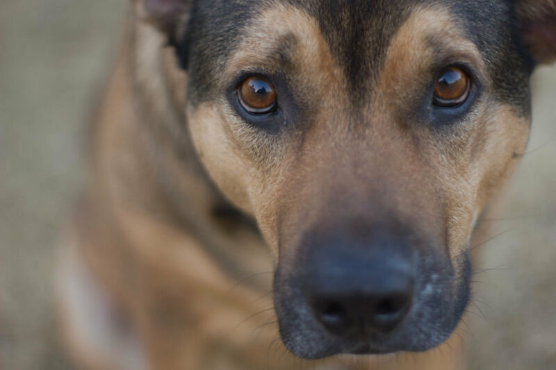 Close up of a dog's face.