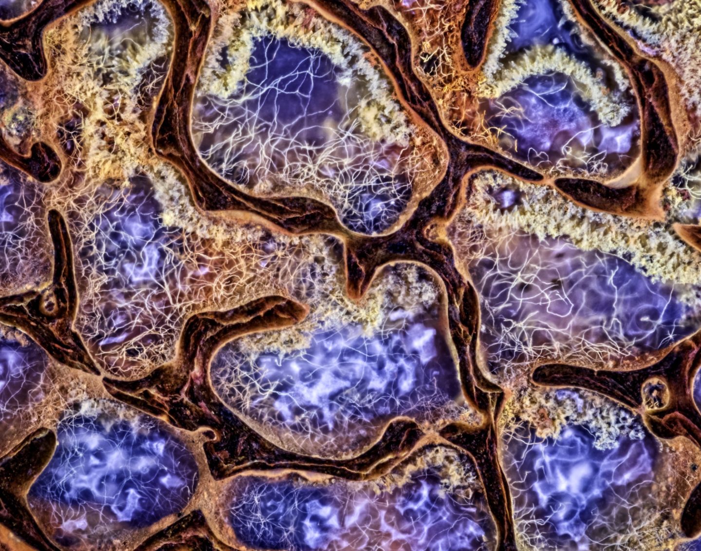 Bats, bugs, and beauty: The best microscopy images of 2020 - Ars Technica