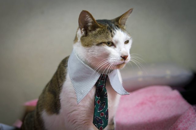 Who doesn't love a good business cat?