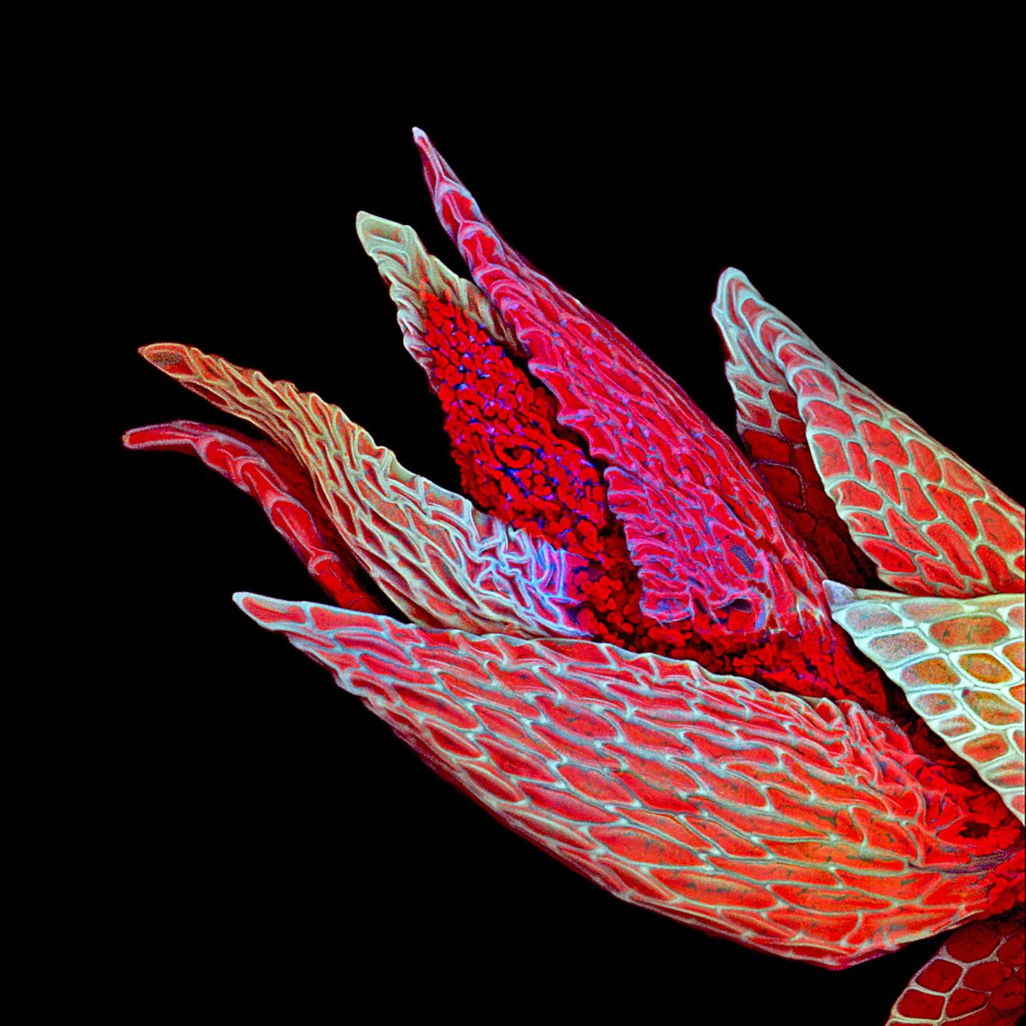 Bats, bugs, and beauty: The best microscopy images of 2020 - Ars Technica