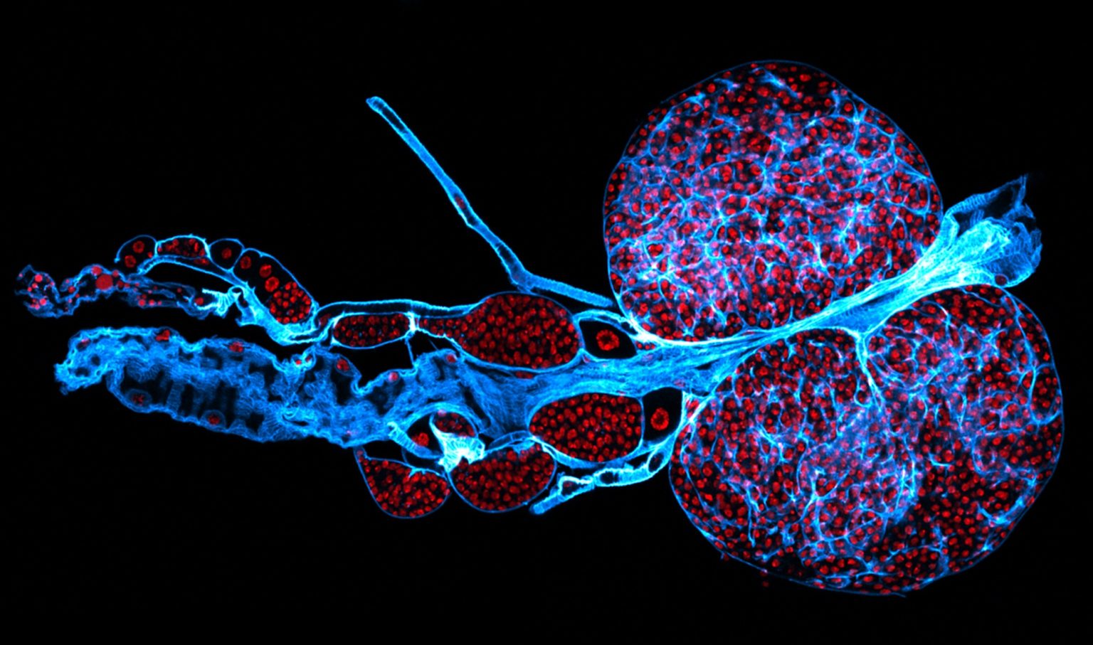 Bats, bugs, and beauty: The best microscopy images of 2020 - Ars Technica