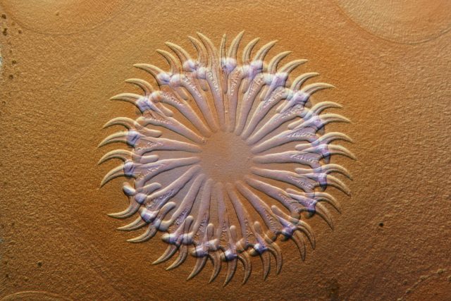 Bats, bugs, and beauty: The best microscopy images of 2020 - Ars Technica
