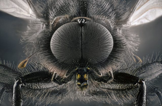 Bats, bugs, and beauty: The best microscopy images of 2020 - Ars Technica