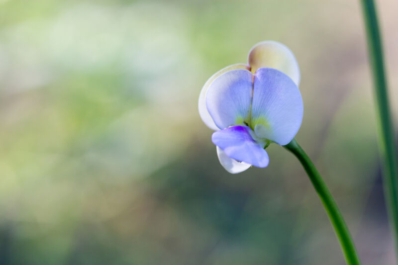 A cowpea plant flower.