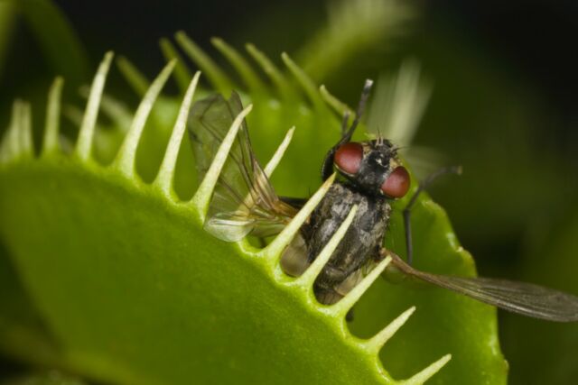 How Venus flytraps store short-term 'memories' of prey