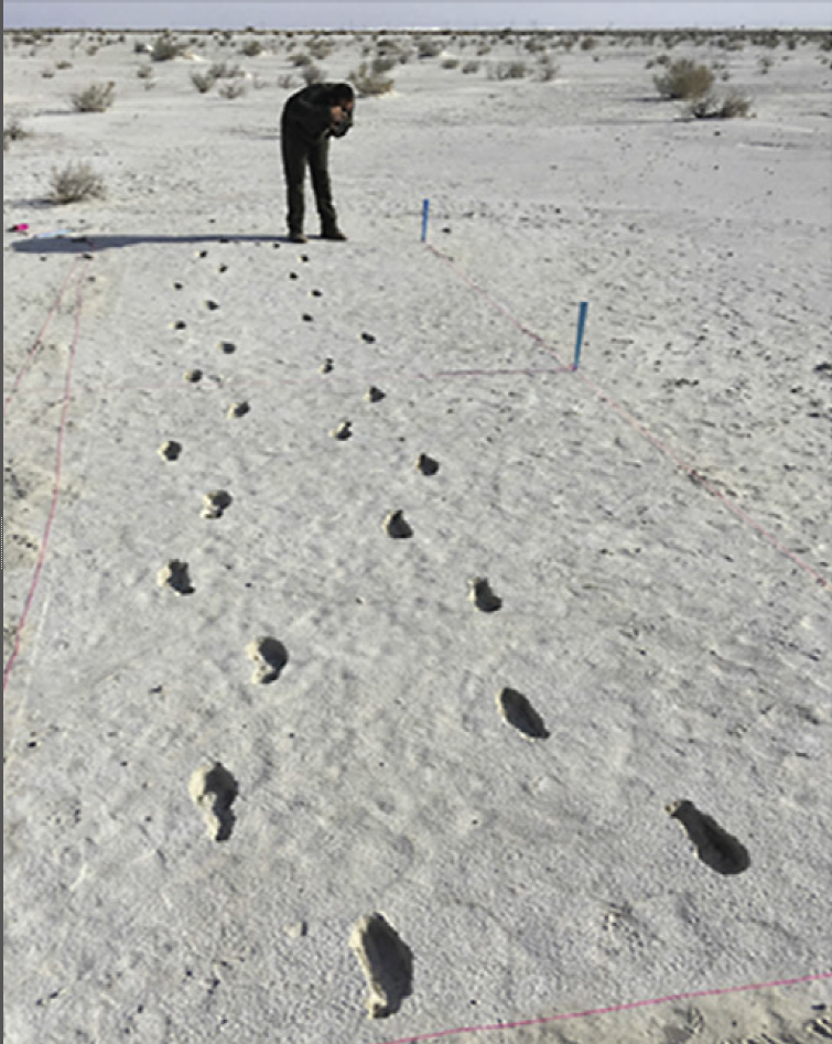ws-TRACKWAY.png