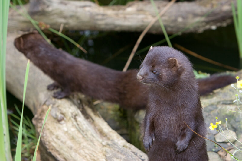 A pair of mink in the wild. They're so cute you might throw up.