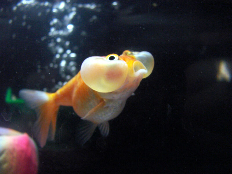 Image of a goldfish with strange bubbles under the eyes.