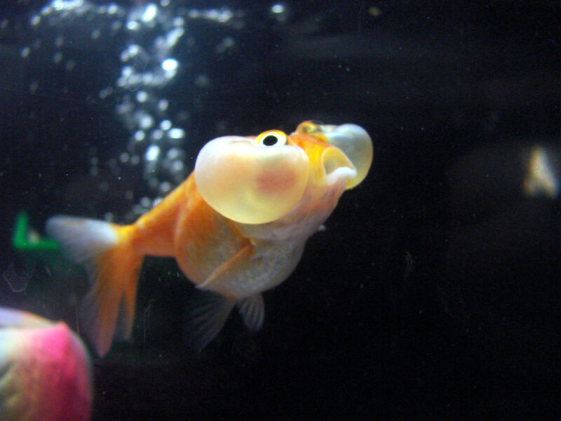 pregnant common goldfish