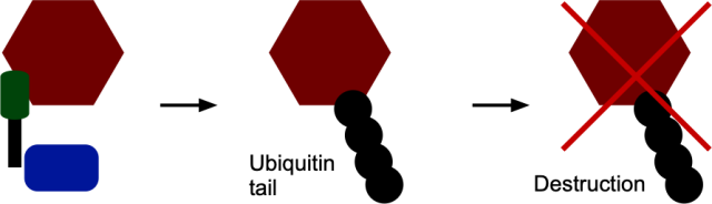 The plan: to bring in the blue enzyme to attach ubiquitin to the spike protein, leading to its destruction and thus blocking virus production.