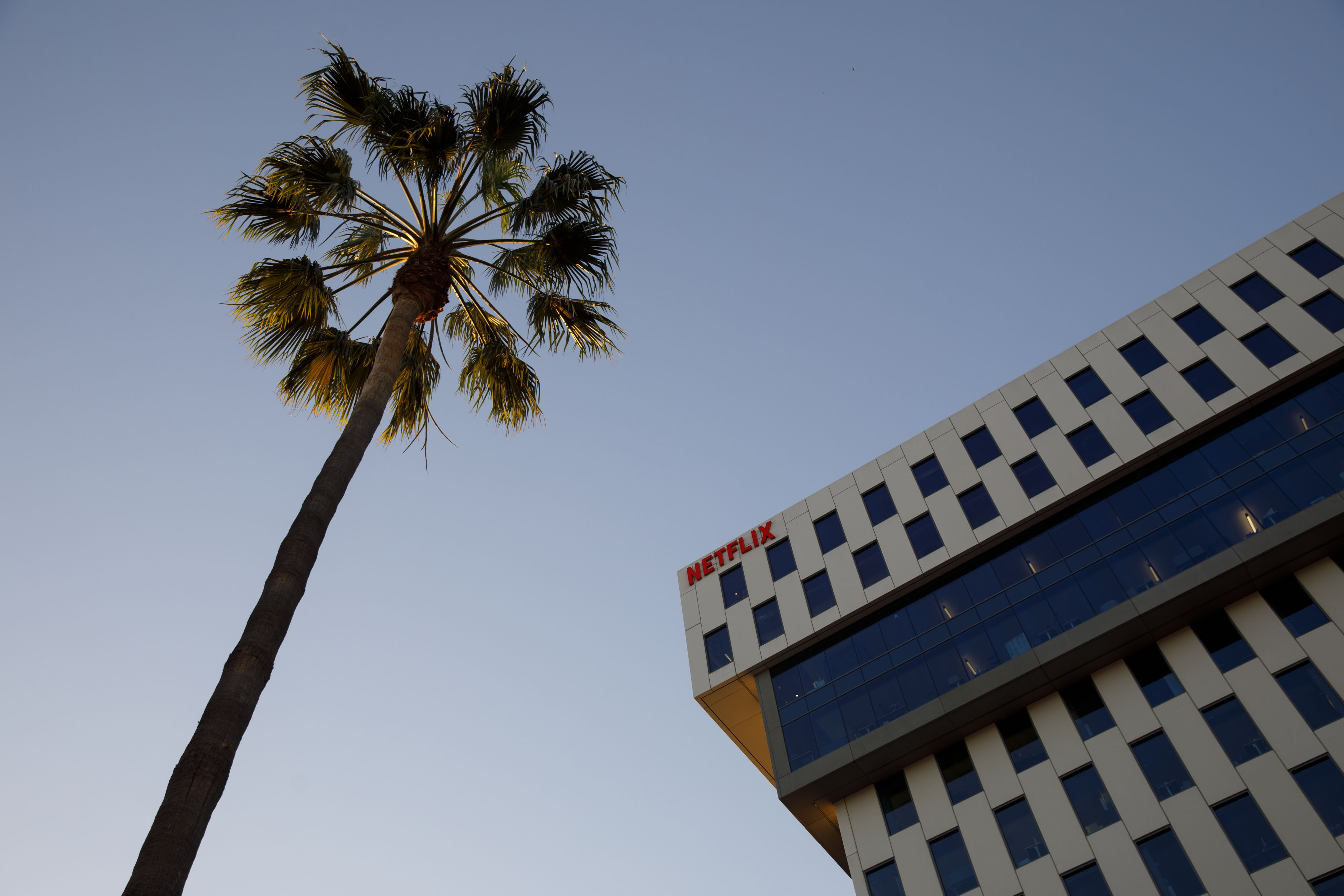 Netflix's Los Angeles office looms above a hapless palm tree.