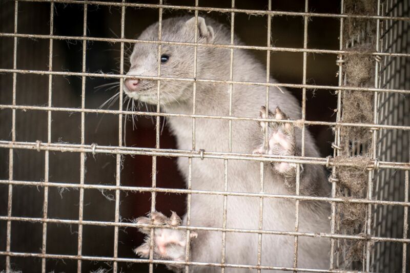 An adorable furry creature looks out of a cage.