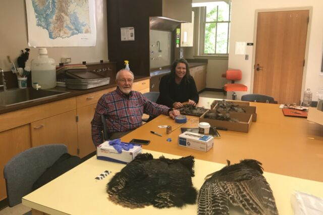 Bill Lipe and Shannon Tushingham collect feathers from a wild-turkey pelt in Tushingham's lab at Washington State University in Pullman, Washington.