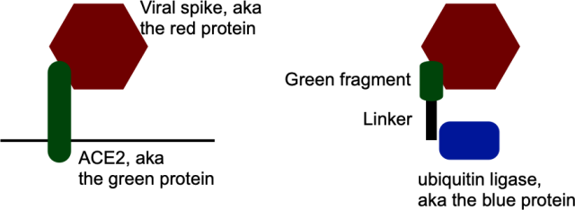 At left, the normal interactions between viral spike (red) and ACE2 (green) during infection. At right, using those interactions to target the spike protein for destruction.